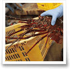 ちくら潮風王国