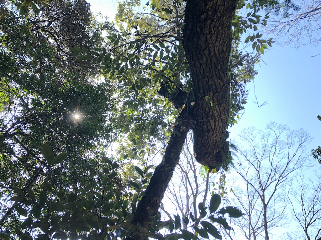 f:id:drkuma:20190305185438j:image