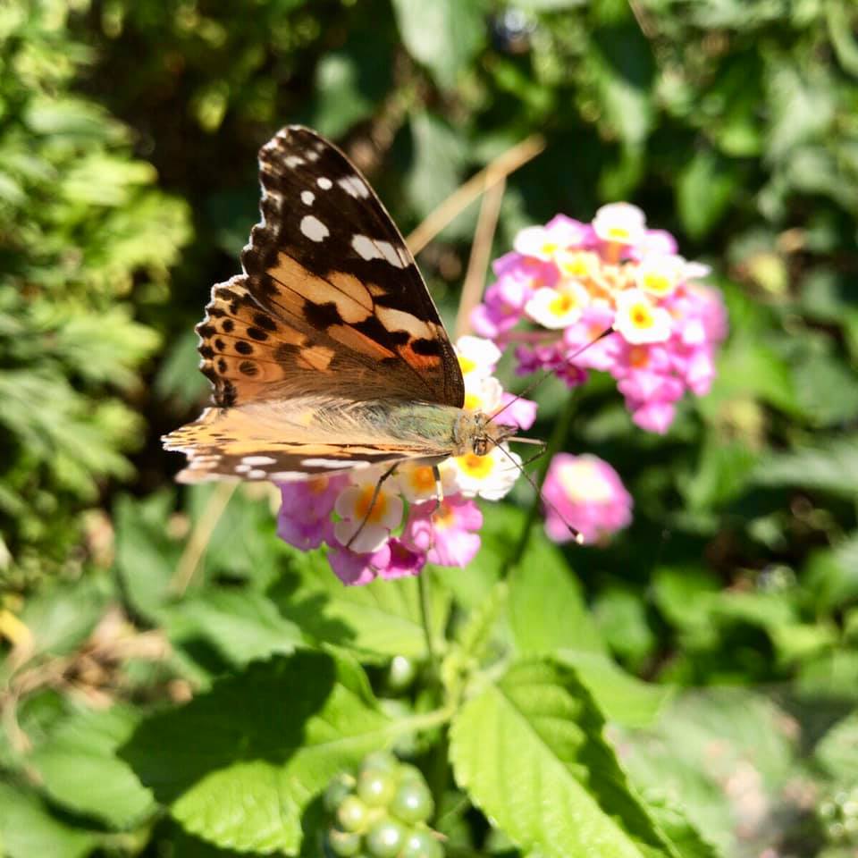 f:id:drmasa:20190806191853j:plain