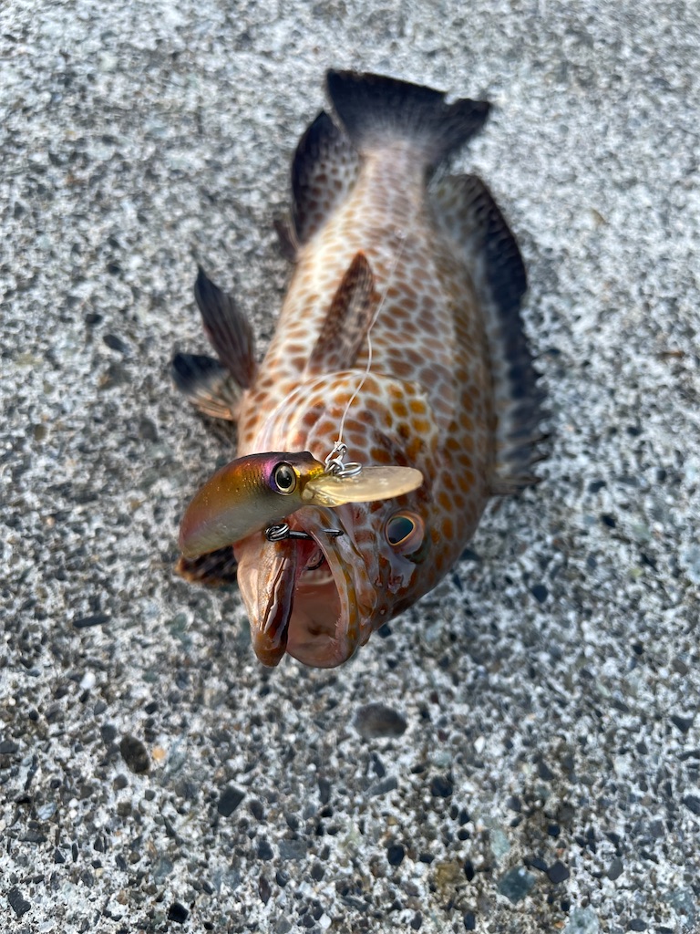 f:id:dromar_fishing:20220911203325j:image