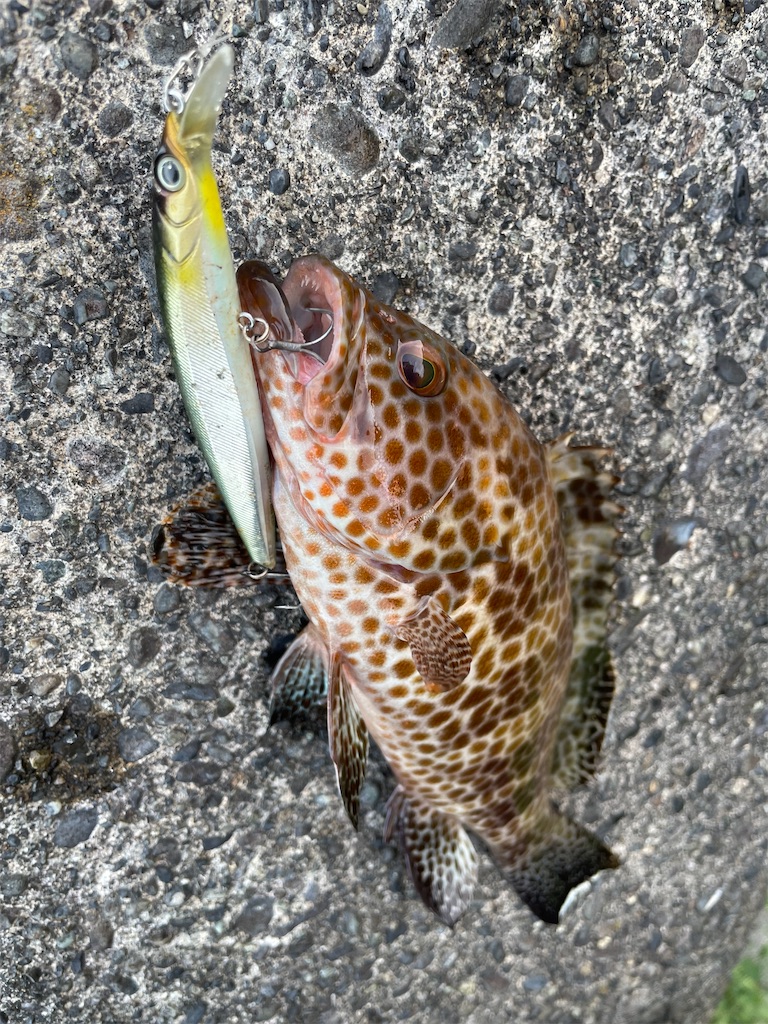 f:id:dromar_fishing:20221106212728j:image