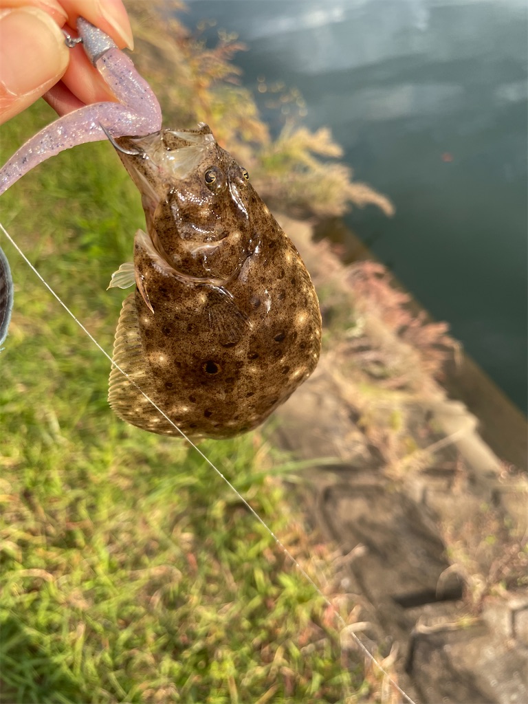 f:id:dromar_fishing:20221106214858j:image