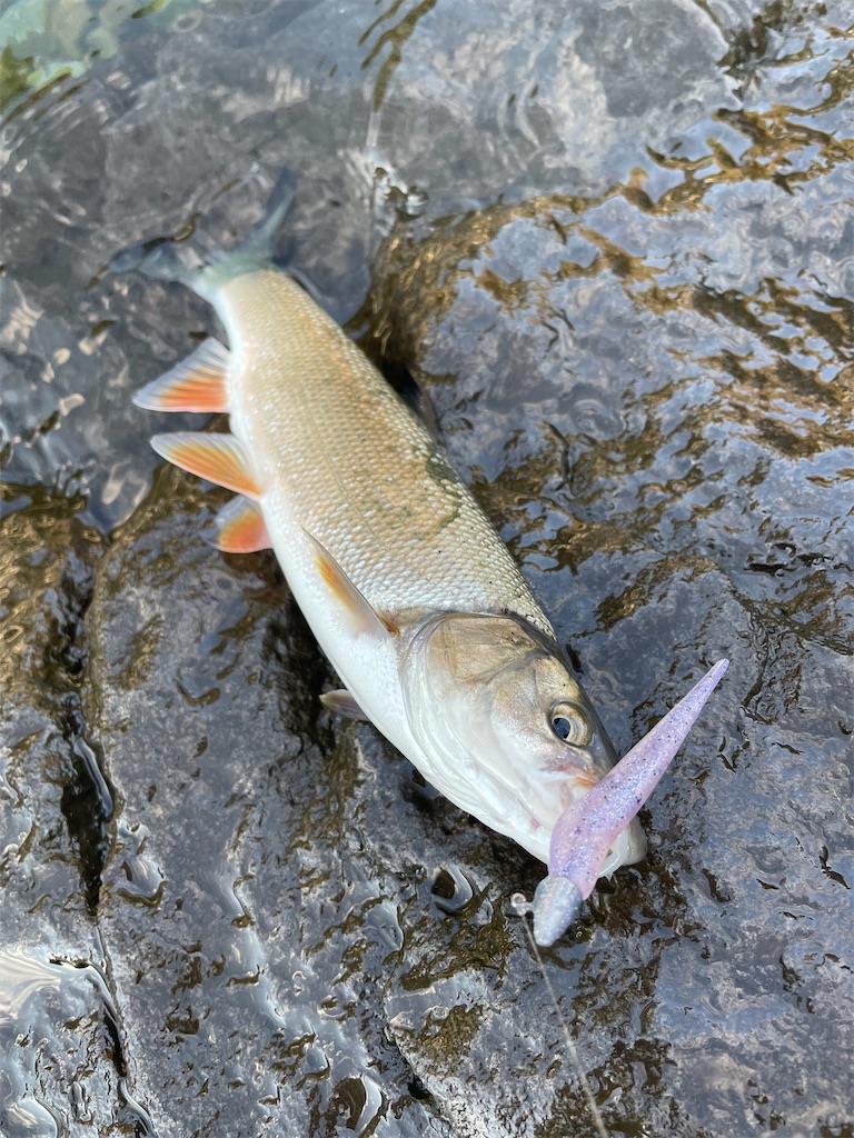 f:id:dromar_fishing:20221106214902j:image