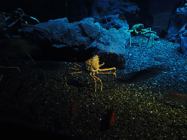 オスモポケットで撮った水族館