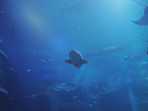 オスモポケットで撮った水族館