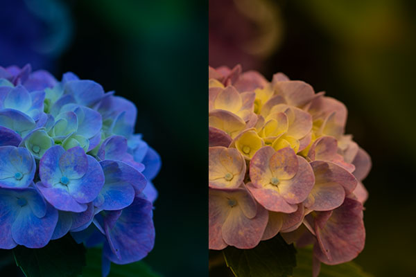 ADOBE LIGHTROOM 色温度補正