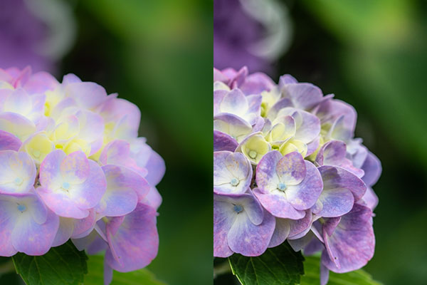 ADOBE LIGHTROOM 明瞭度補正