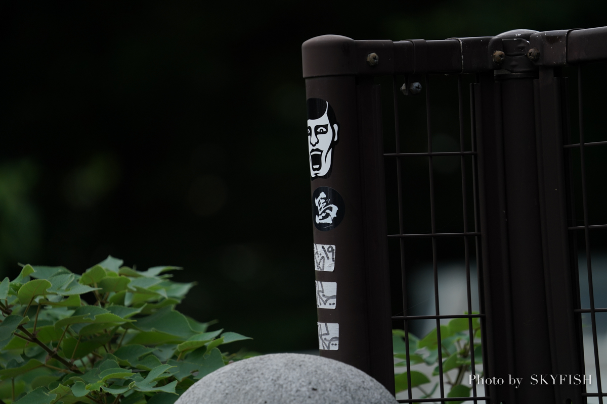 SIGMA ミラーレス専用レンズ 100-400mm F5-6.3 DG DN OS で撮影