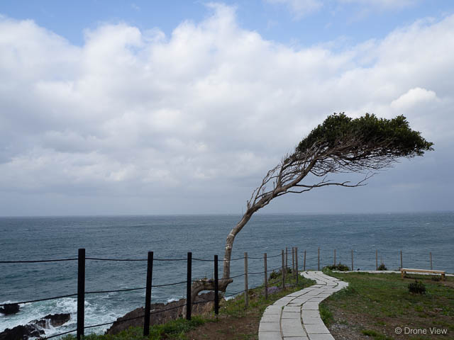 珠洲岬の木