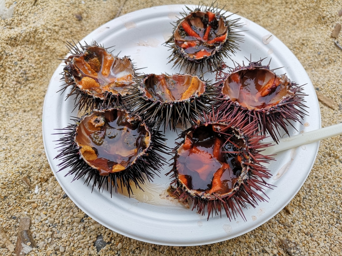 f:id:drssl:20190401074015j:plain