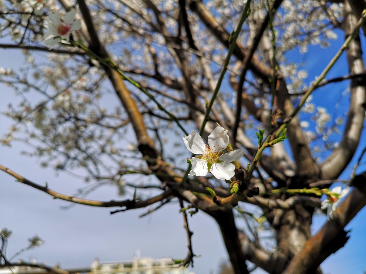 f:id:drssl:20190402070931j:plain