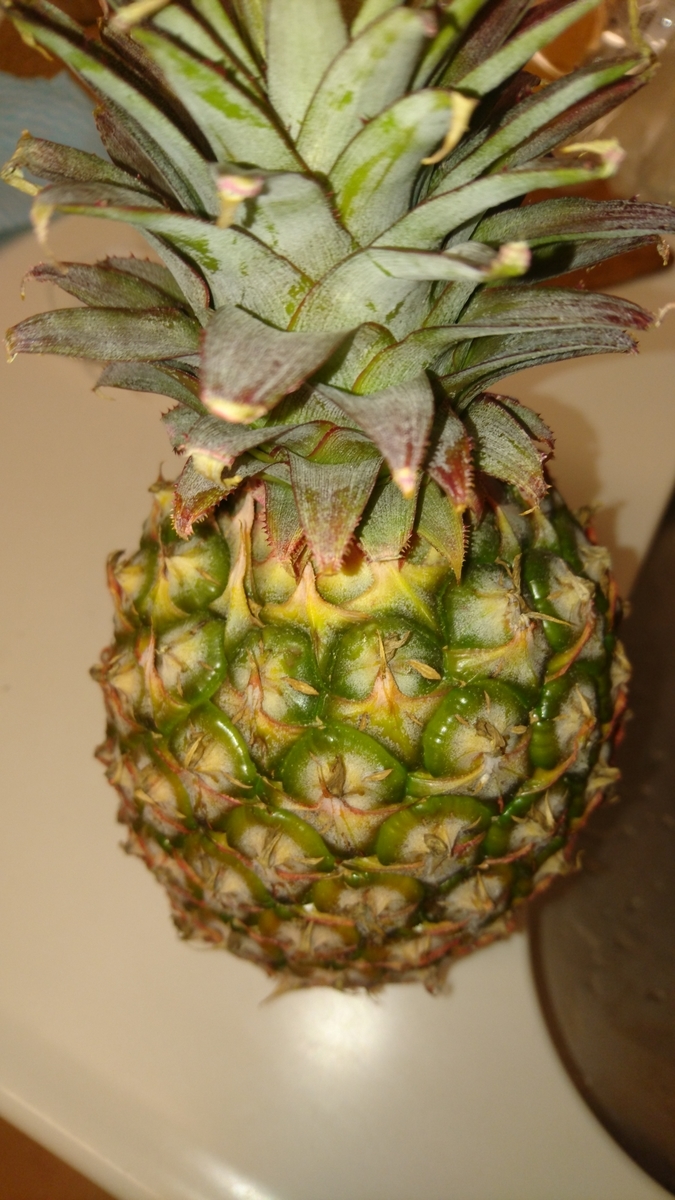 f:id:druid67:20210410185229j:plain