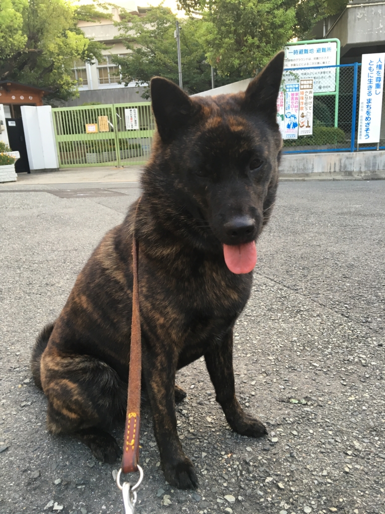 甲斐犬サン 寂しがる ノd 甲斐犬サンのゴボウのシッポ 甲斐犬サン 寂しがる ノd 甲斐犬サンのゴボウのシッポ