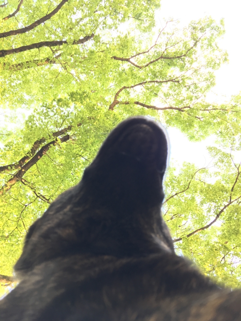f:id:drunkard_kim:20170615082146j:plain