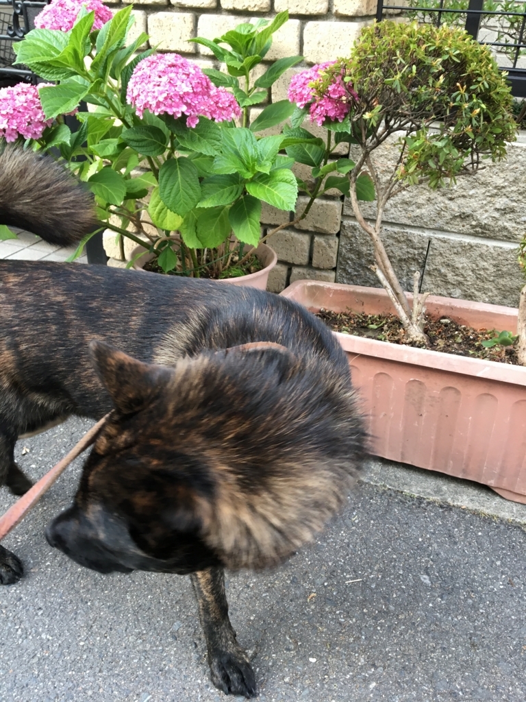 f:id:drunkard_kim:20170616075149j:plain