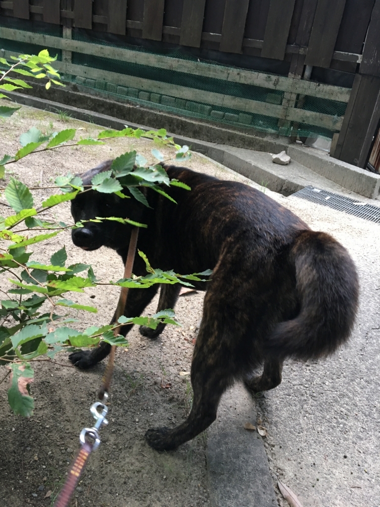f:id:drunkard_kim:20170730210133j:plain