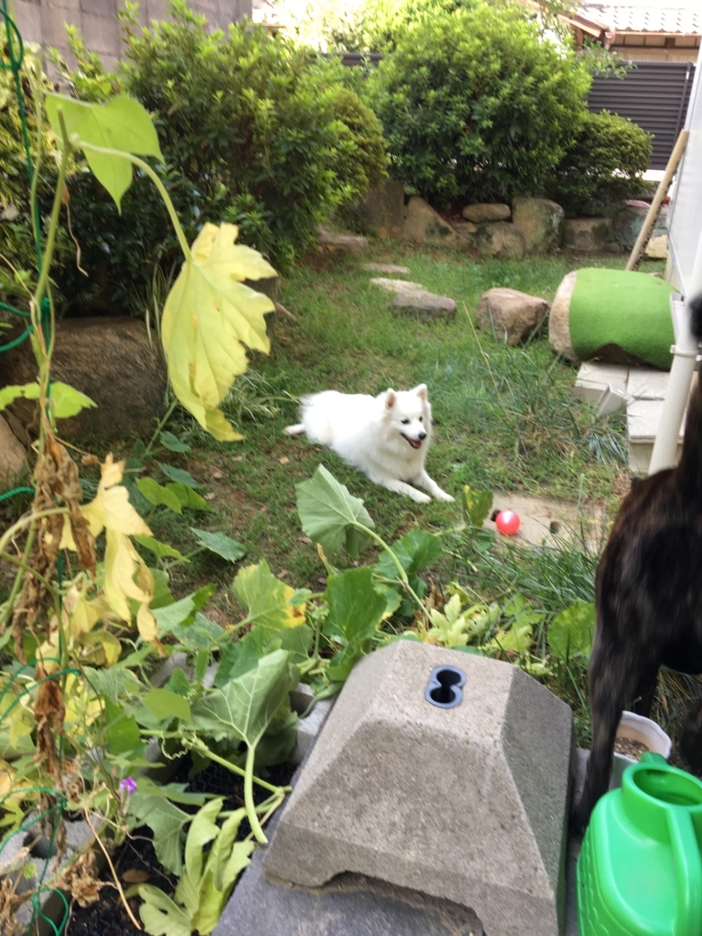 f:id:drunkard_kim:20170920074023j:plain
