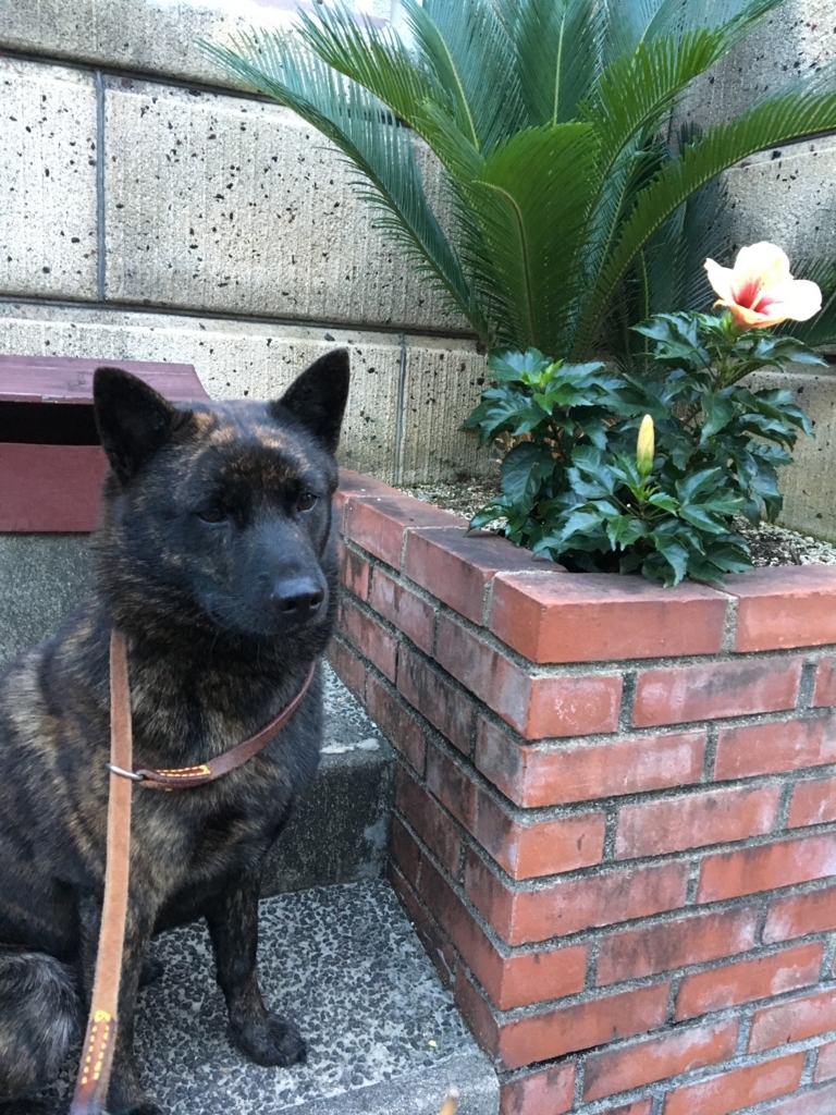 f:id:drunkard_kim:20171005075623j:plain
