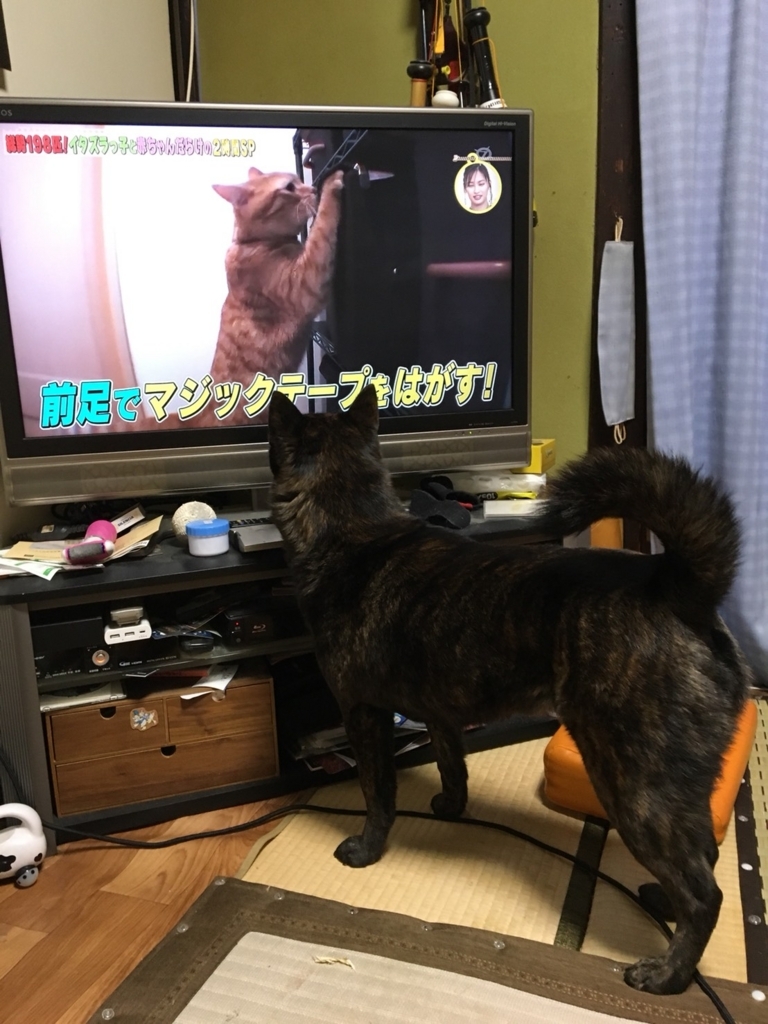 f:id:drunkard_kim:20180324074516j:plain