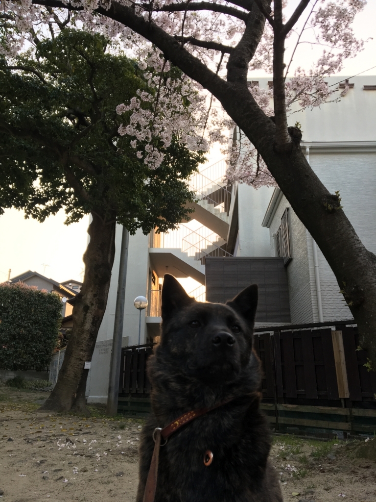 f:id:drunkard_kim:20180329075628j:plain