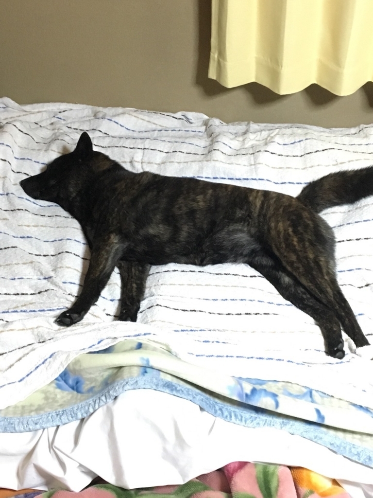 f:id:drunkard_kim:20180330080649j:plain