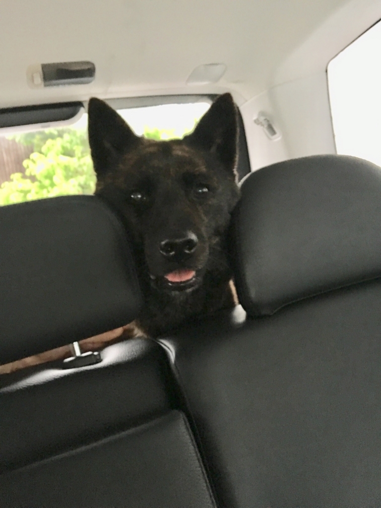 甲斐犬サン 挟まるの巻 チョウドハマリヤスインダケド 甲斐犬サンのゴボウのシッポ