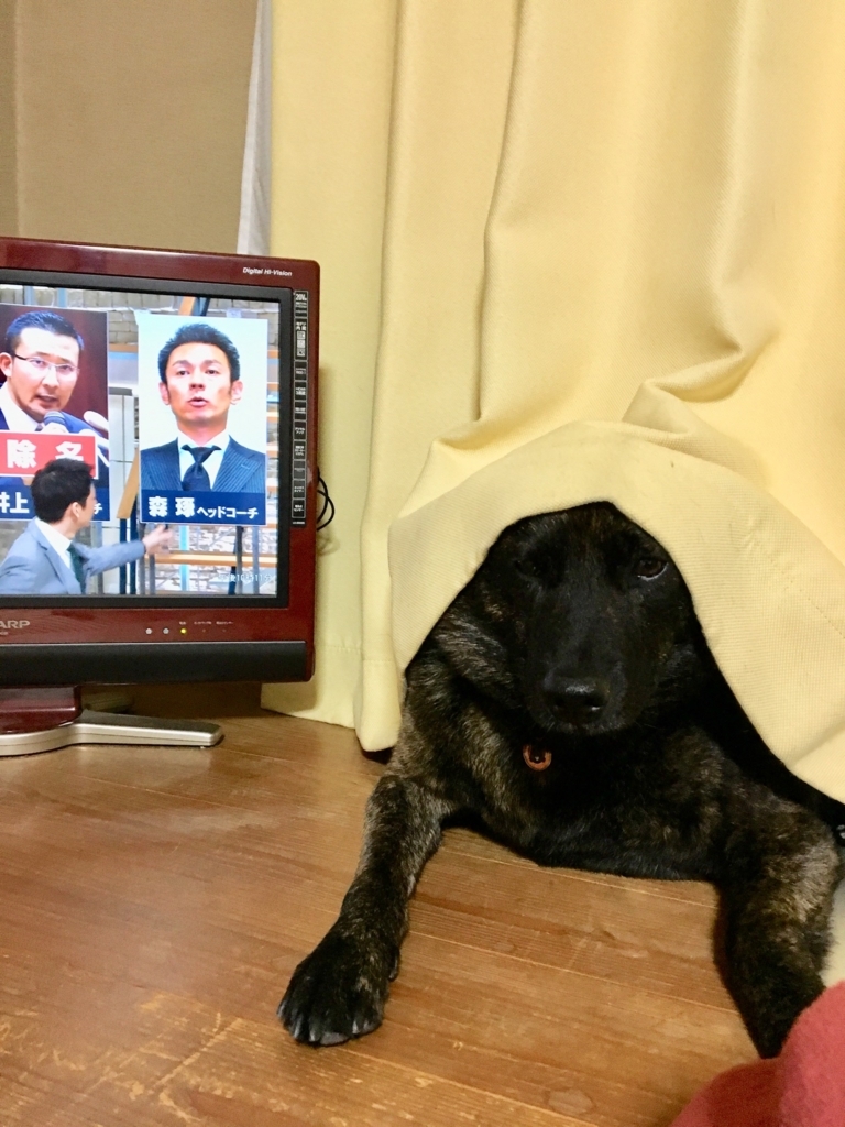 f:id:drunkard_kim:20180530080208j:plain