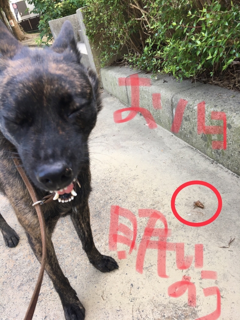 f:id:drunkard_kim:20180714084540j:plain