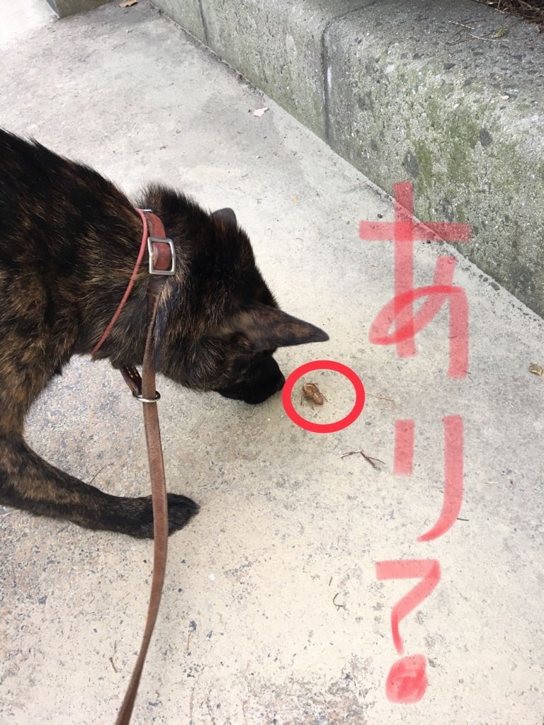 f:id:drunkard_kim:20180714084612j:plain