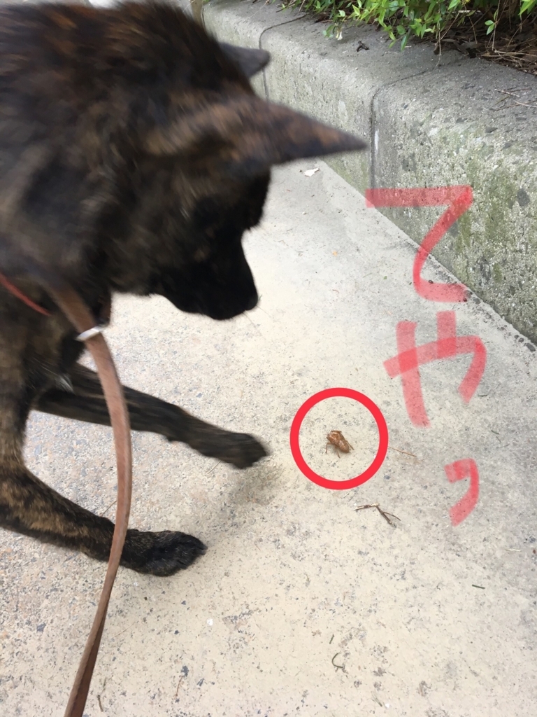 f:id:drunkard_kim:20180714084649j:plain