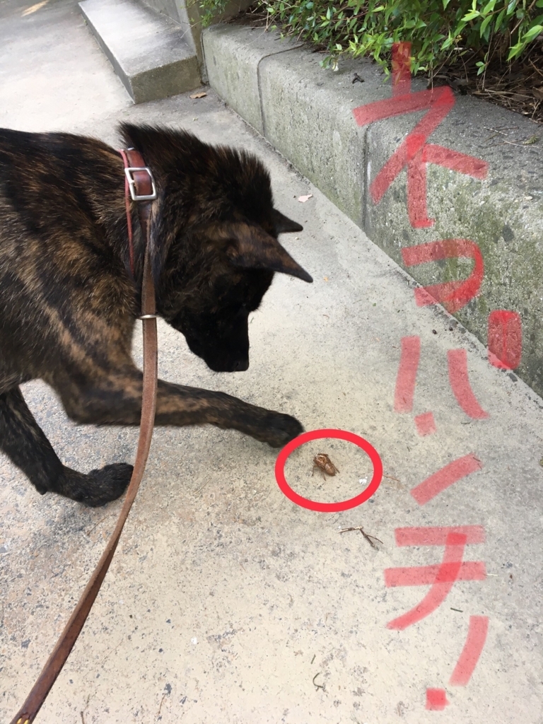 f:id:drunkard_kim:20180714084746j:plain
