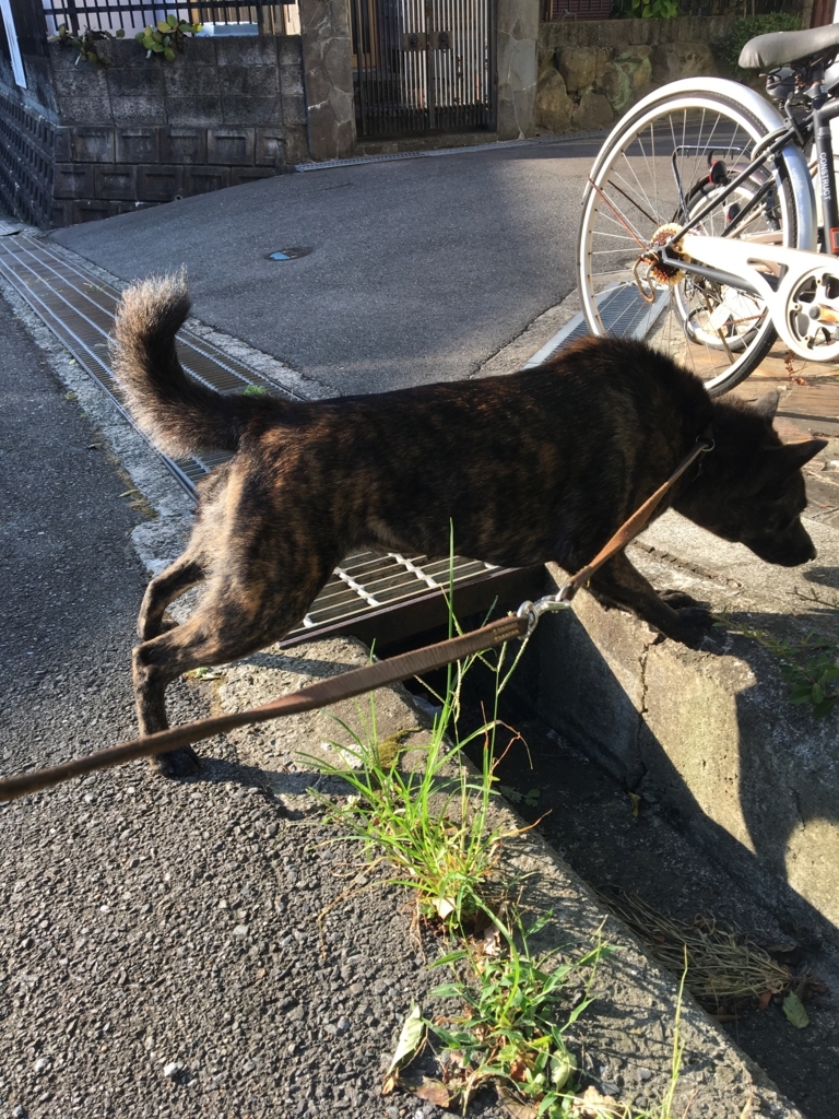 f:id:drunkard_kim:20180721075752j:plain