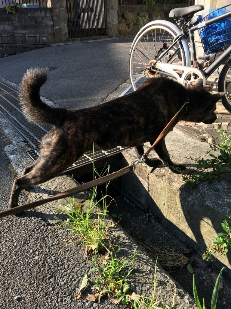 f:id:drunkard_kim:20180721080114j:plain