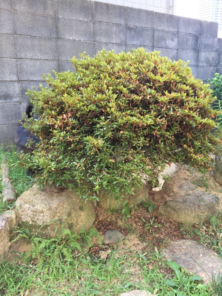 f:id:drunkard_kim:20180724132639j:plain