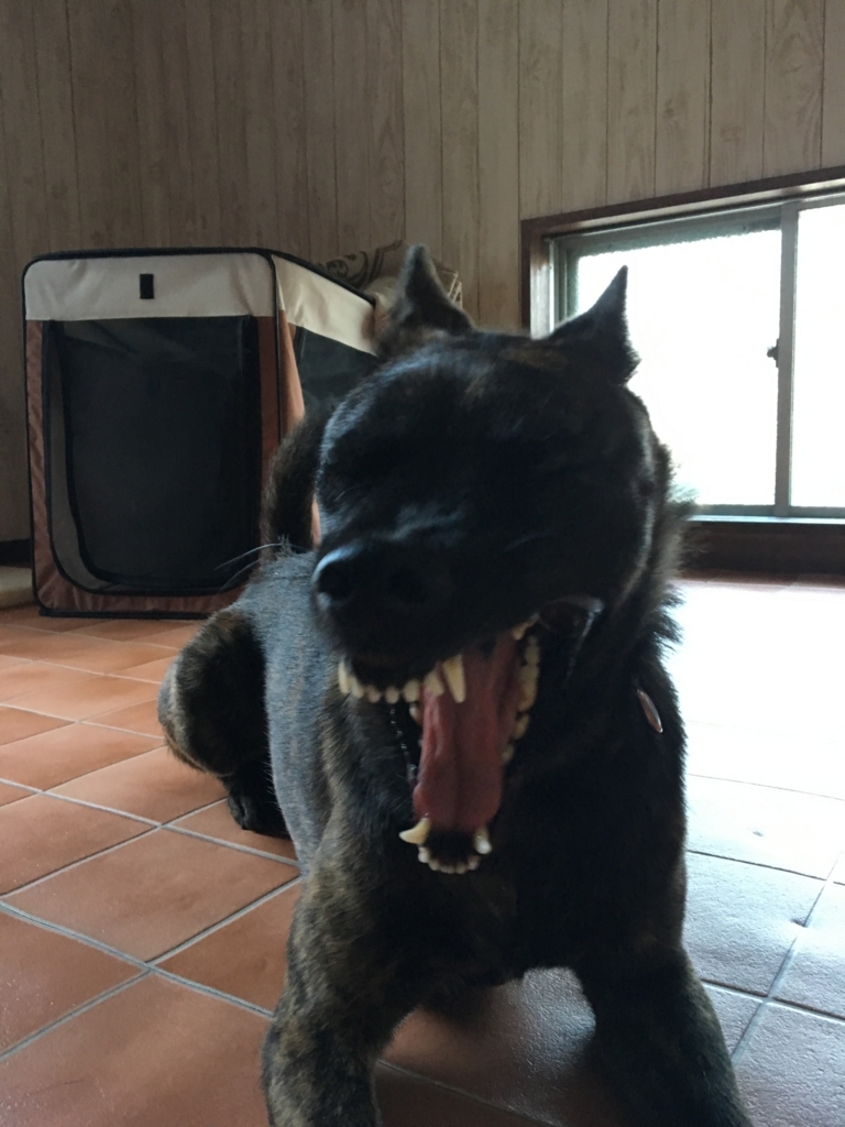 f:id:drunkard_kim:20180725080144j:plain