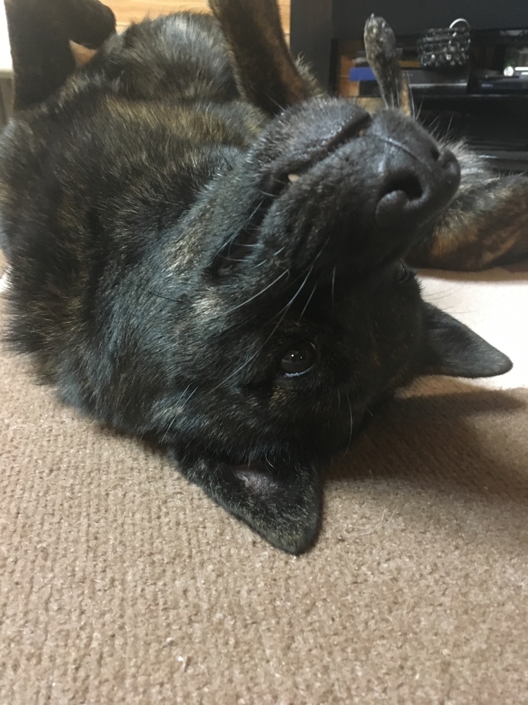 f:id:drunkard_kim:20181006081231j:plain