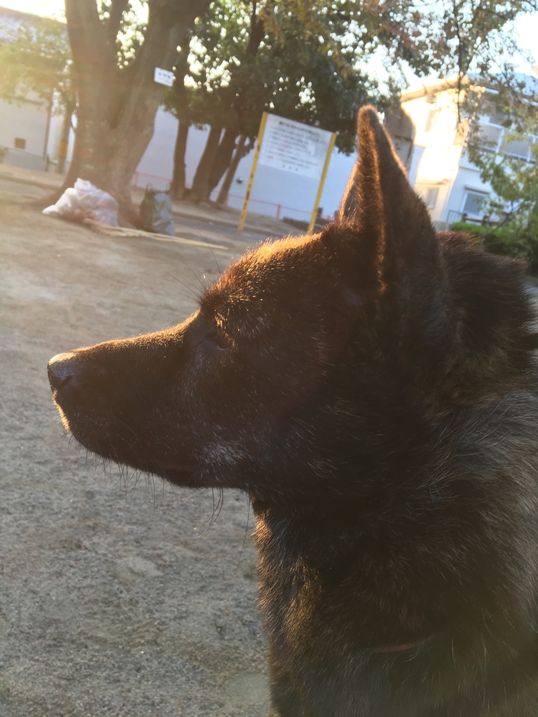 f:id:drunkard_kim:20181025082431j:plain