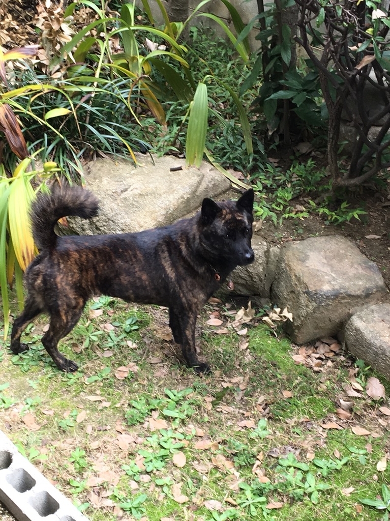 f:id:drunkard_kim:20181213083058j:plain