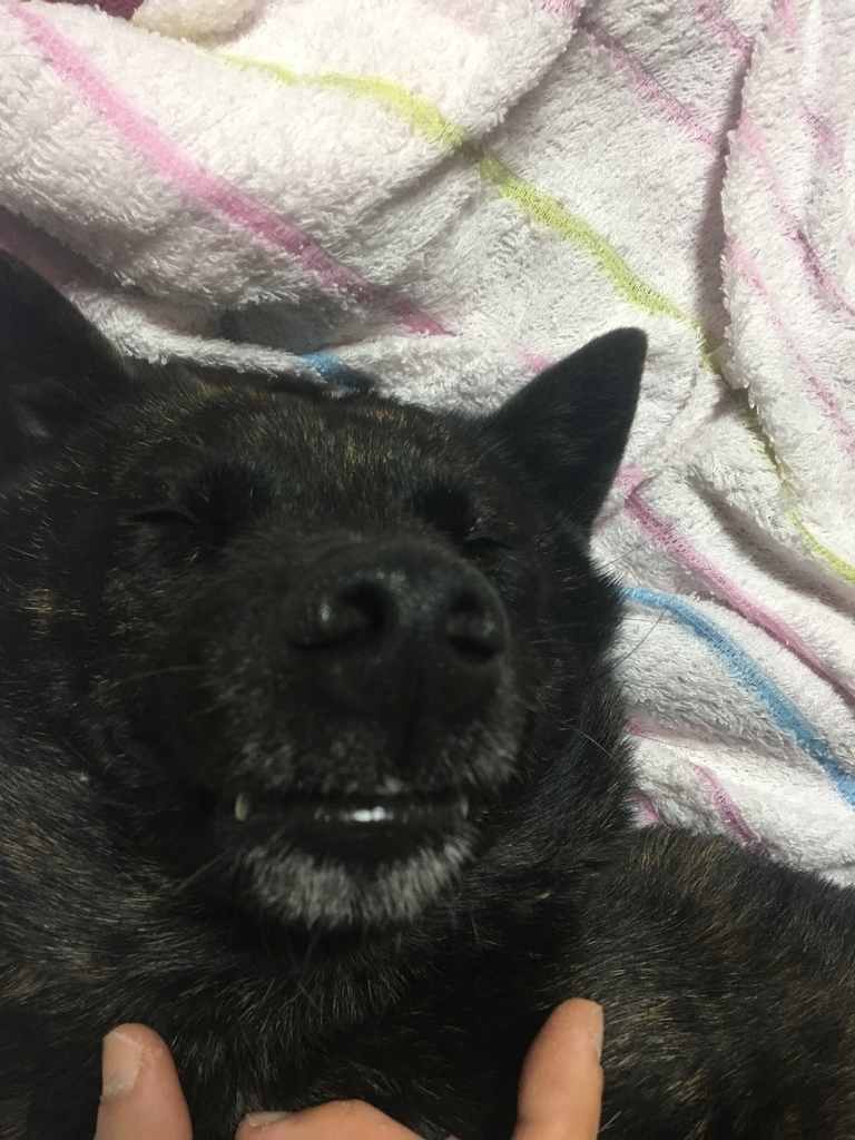 f:id:drunkard_kim:20190128090346j:plain