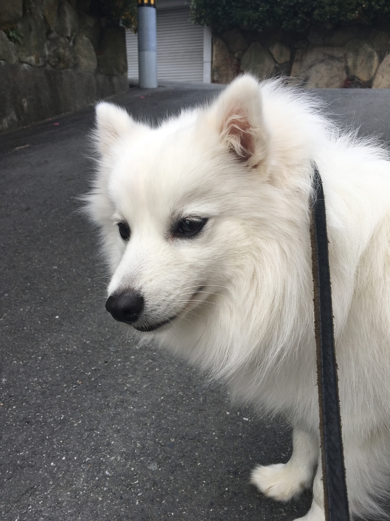 f:id:drunkard_kim:20190128133100j:plain f:id:drunkard_kim:20190128133100j:plain