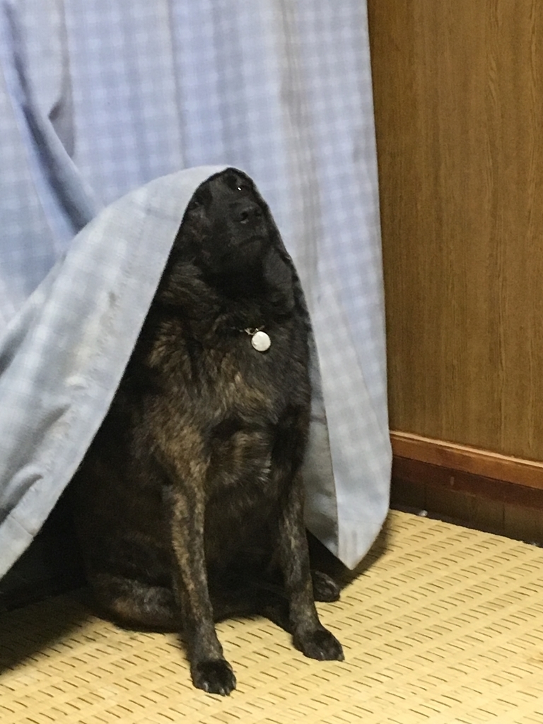 f:id:drunkard_kim:20190208080951j:plain