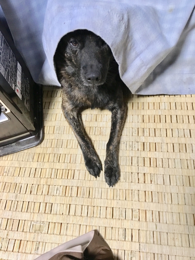 f:id:drunkard_kim:20190224180900j:plain