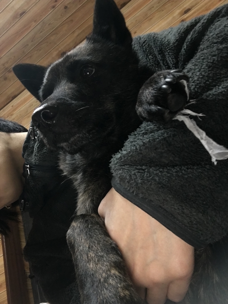 f:id:drunkard_kim:20190225075626j:plain