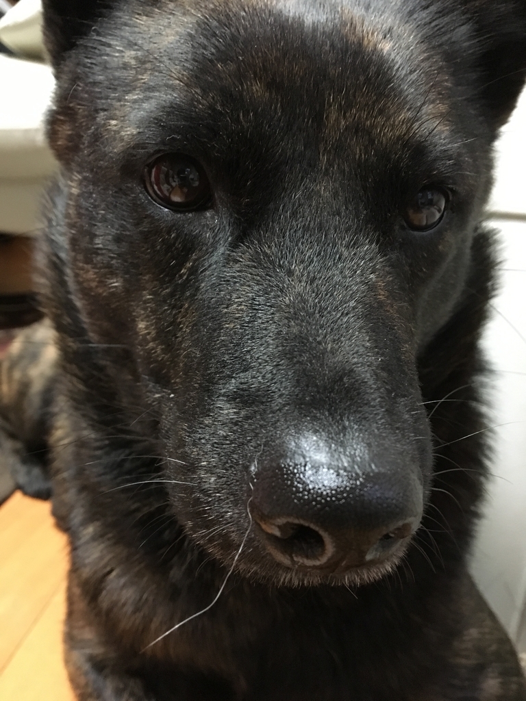 f:id:drunkard_kim:20190228080731j:plain f:id:drunkard_kim:20190228080731j:plain