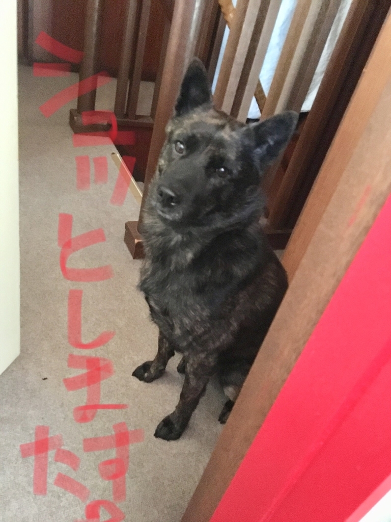 f:id:drunkard_kim:20190305131852j:plain