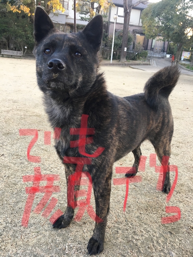 f:id:drunkard_kim:20190309081052j:plain