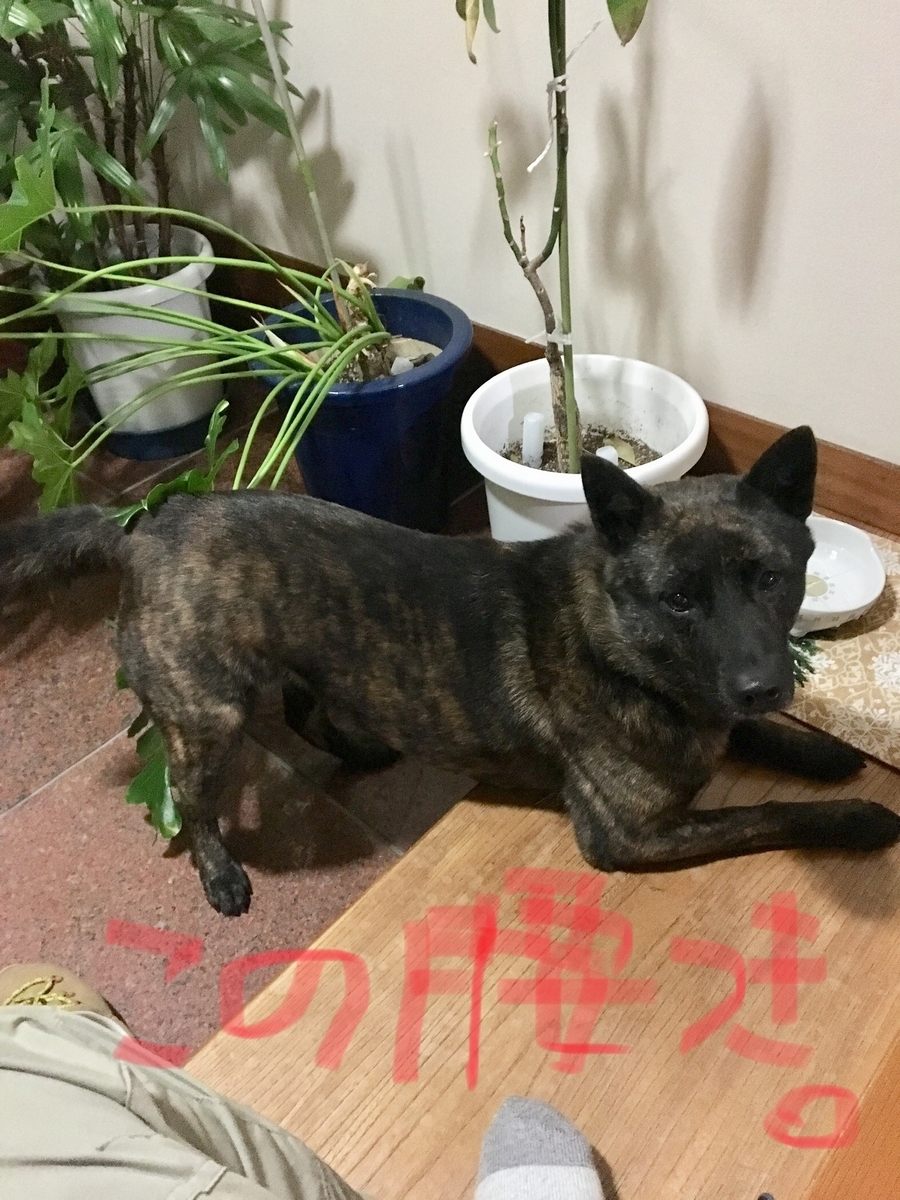 f:id:drunkard_kim:20190317203527j:plain