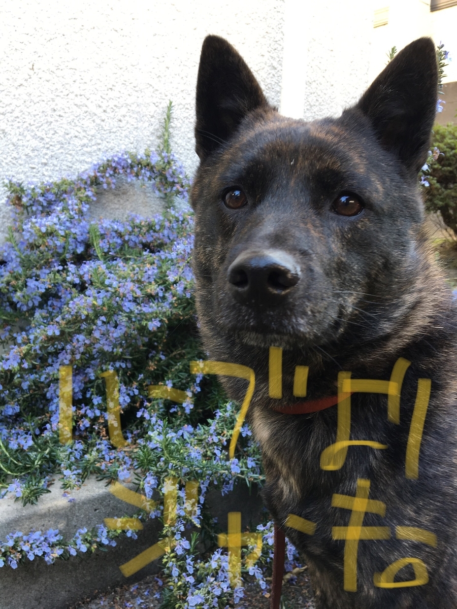 f:id:drunkard_kim:20190320123354j:plain