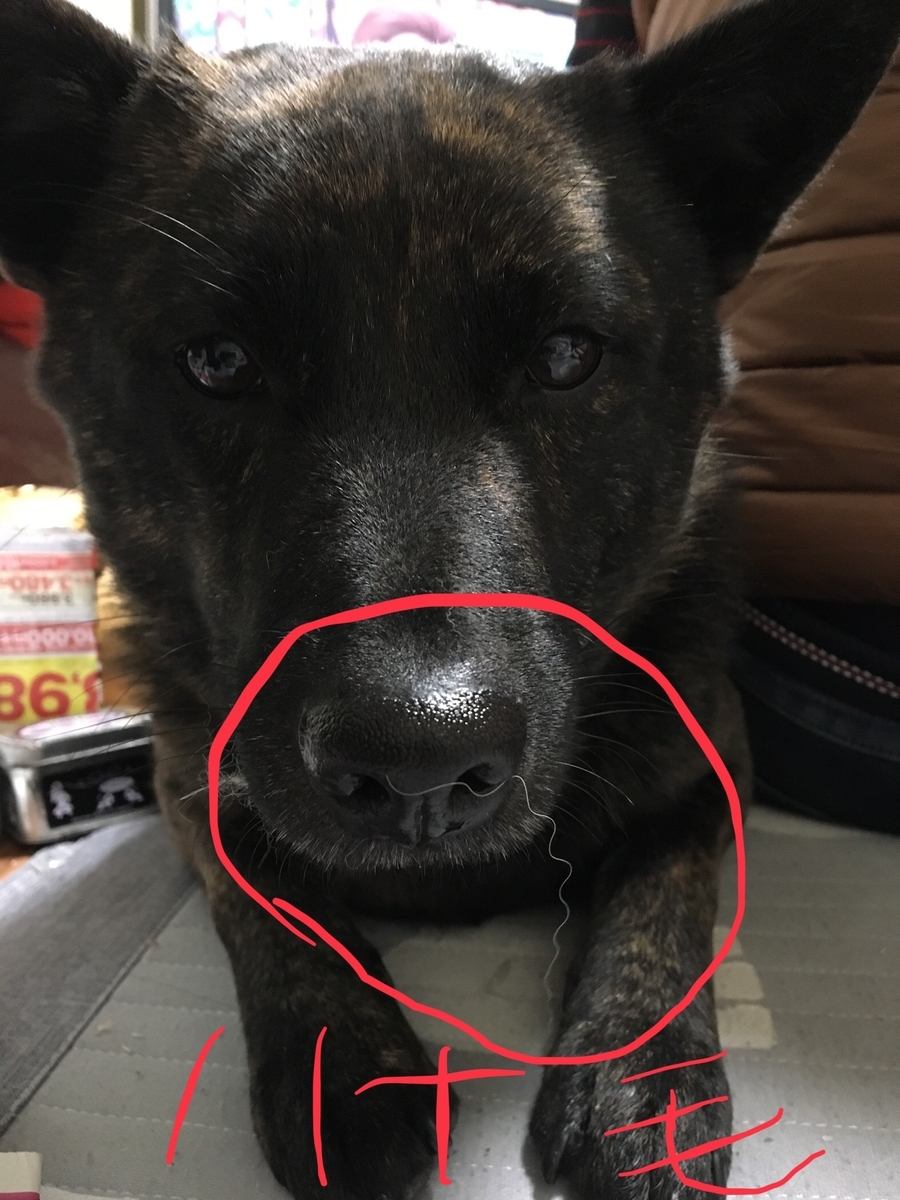 f:id:drunkard_kim:20190324074700j:plain