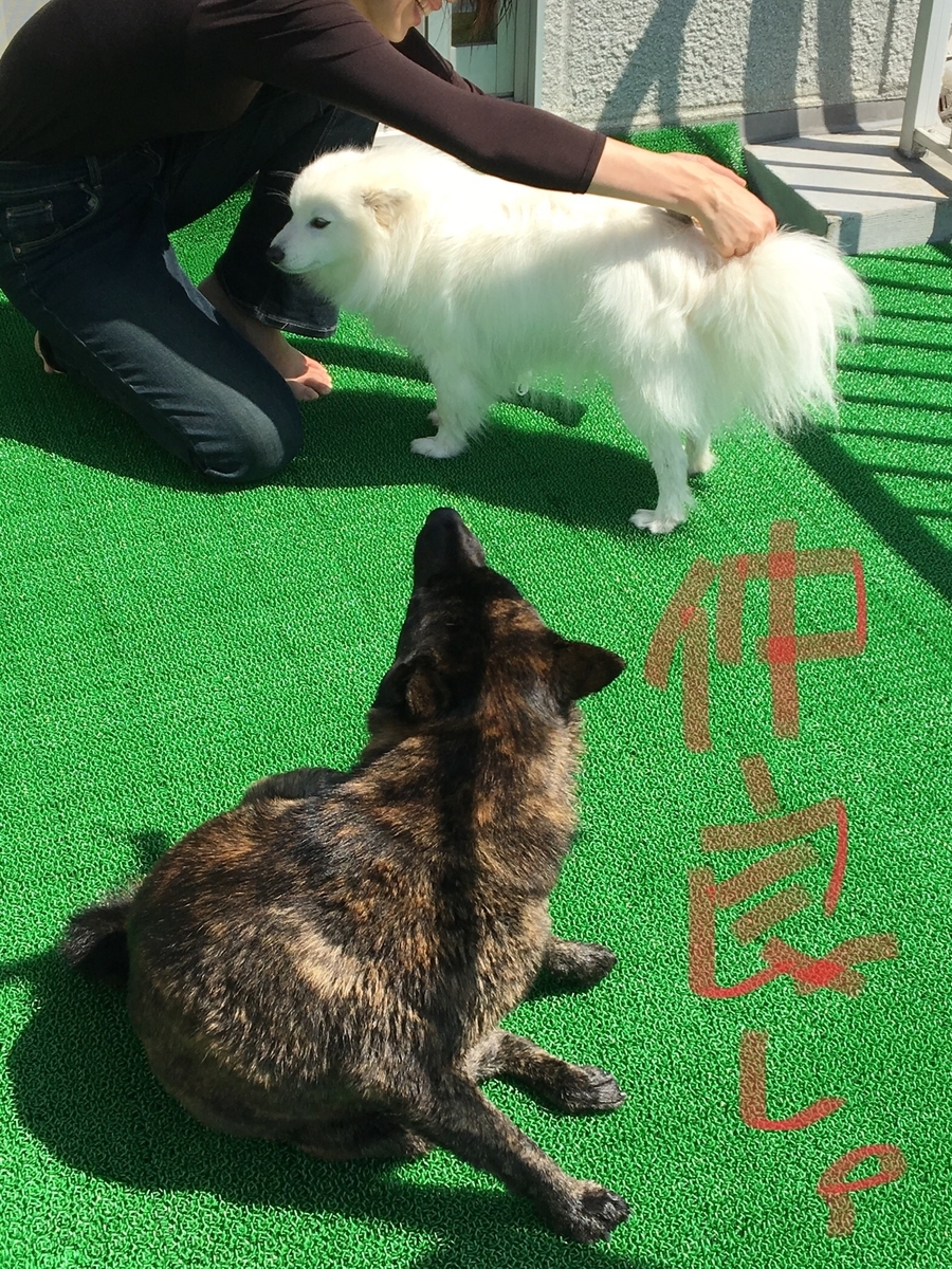 f:id:drunkard_kim:20190327081923j:plain